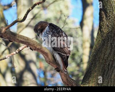 Hawk in der Natur Stockfoto