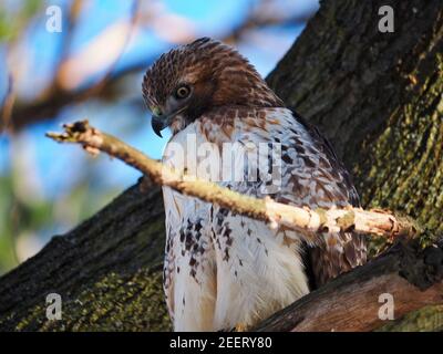 Hawk in der Natur Stockfoto