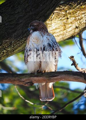 Hawk in der Natur Stockfoto