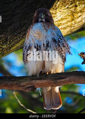 Hawk in der Natur Stockfoto