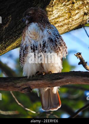 Hawk in der Natur Stockfoto