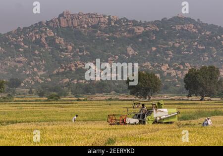 Ayodhya, Karnataka, Indien - 9. November 2013: Green Claas Pick Drescher Maschine Ernte in reifen Reisfeld, während 2 Frauen und 1 Mann gehen vorbei. Foreste Stockfoto