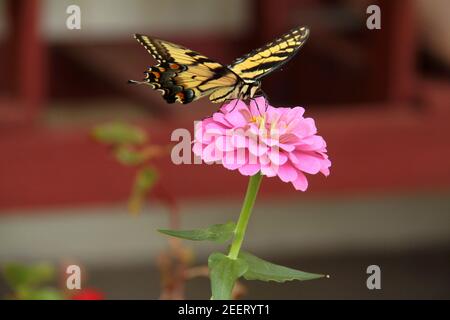 Tiger Schwalbenschwanz Schmetterling auf Zinnia Blume Stockfoto