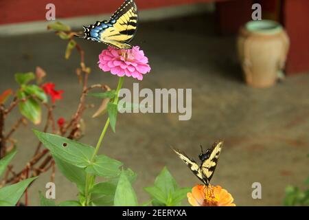 Tiger Schwalbenschwanz Schmetterling auf Zinnia Blume Stockfoto