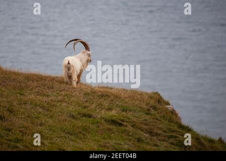 Ein erwachsener Kashmiri-Ziegenmännchen (Capra markhor) Auf der Landzunge Great Orme in Llandudno mit Blick auf das Meer Stockfoto