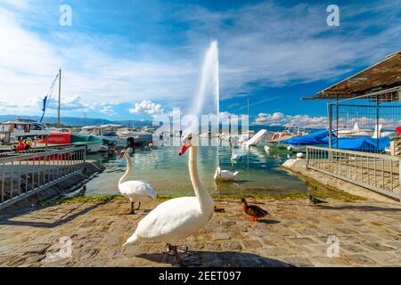 Malerische Aussicht auf weiße Schwäne am Ufer von Genf See im Genfer Hafen und des 140m hohen Brunnens Genannt Jet d'Eau und Schweizer Alpen im Hintergrund Stockfoto