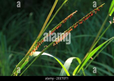 Blühende Gräser Stockfoto