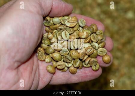 Eine menschliche Hand pflückt hellgrüne Robusta-Kaffeebohnen in einen Behälter, bevor sie in den Ofen zum Rösten gelangen. Stockfoto