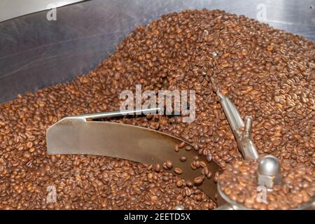 Geröstete Kaffeebohnen der Sorte Robusta werden in einem runden Behälter am Ausgang des Rösterofens gemischt. Stockfoto