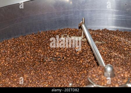 Geröstete Kaffeebohnen der Sorte Robusta werden in einem runden Behälter am Ausgang des Rösterofens gemischt. Stockfoto