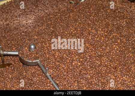 Geröstete Kaffeebohnen der Sorte Robusta werden in einem runden Behälter am Ausgang des Rösterofens gemischt. Stockfoto