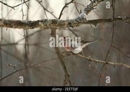 Acantthis flammea, Rotfeuerrot, kleiner Rotfeuerrot, kleiner Schneebird. Ein Vogel Rotpoll mit rosa Gefieder sitzt an einem kalten Wintertag auf einem Baumzweig. Stockfoto