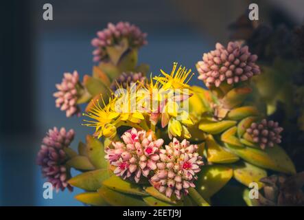 Detail von saftigen Pflanzen mit gelben Blüten mit langen Staubgefäßen Und andere kleine rosa Stockfoto