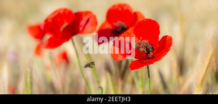 Honigbiene mit Beinen voller grüner Pollen, die in Richtung fliegen Rote Mohnblumen zwischen den Getreidespitzen Stockfoto