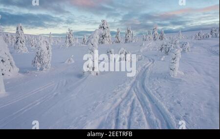 Verschneite Bäume und fiel in Lappland, Finnland Stockfoto