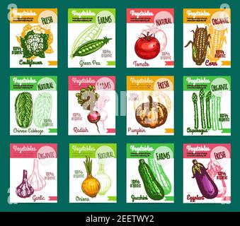 Gemüsefarm Markt oder Lebensmittelgeschäft Skizzenposter. Vector natürliche Bio-Gemüse Blumenkohl, grüne Erbsen oder Tomaten und Mais, Kohl oder Rettich ein Stock Vektor