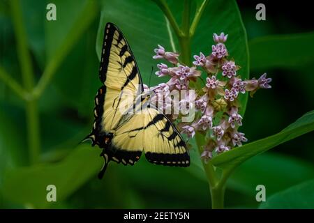 Ein östlicher Tiger-Schwalbenschwanz-Schmetterling (Papilio glaucus), der sich in der Sommersonne von einer Milchblüte ernährt. Stockfoto
