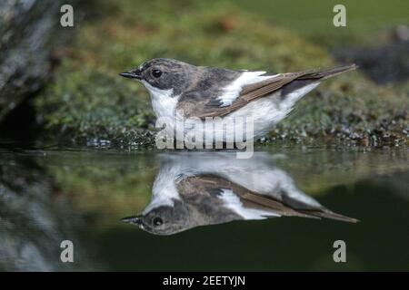 Europäischer Rattenschneckenfänger, Ficedula hypoleuca, alleinstehend im Waldbad, Debrecen, Ungarn, 26. April 2014 Stockfoto