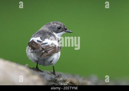 Europäischer Rattenfänger, Ficedula hypoleuca, männlich Debrecen, Ungarn, 26. April 2014 Stockfoto