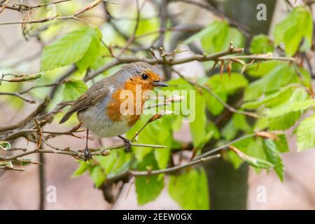 Europäischer Rotkehlchen, Erithacus rubecula, Erwachsener in Busch, Norfolk, England, Vereinigtes Königreich Stockfoto