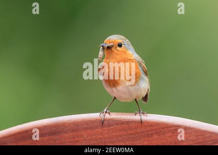 Europäischer Rotkehlchen, Erithacus rubecula, Erwachsener, der Nahrung trägt, auf Gartenstuhl sitzend, Norfolk, England, Vereinigtes Königreich Stockfoto