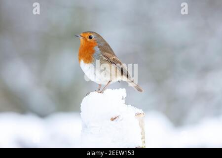 Europäischer Rotkehlchen, Erithacus rubecula, Erwachsener im Schnee, Norfolk, England, Vereinigtes Königreich Stockfoto