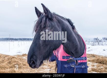 Nahaufnahme eines erwachsenen schwarzen Pferdes in einer Decke steht im Winter in einem Fahrerlager mit Heu. Stockfoto