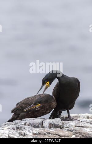 Europäischer Shag, Phalacrocorax aristotelis, zwei Erwachsene stehen auf Klippenrand, England, Vereinigtes Königreich Stockfoto