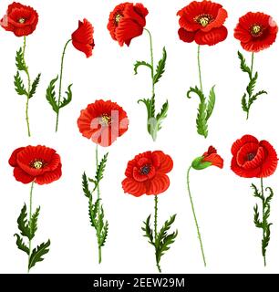 Mohn Blumen Symbole gesetzt. Vektor isoliert botanischen Symbole der blühenden Klatschmohn Blüten. Blumensträuße oder Frühling blühenden Trauben de blühen Stock Vektor