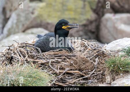 Europäischer Shag, Phalacrocorax aristotelis, Erwachsener sitzt auf Nest am Klippenrand, England, Vereinigtes Königreich Stockfoto