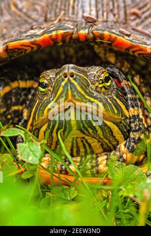 Gesicht der Rotohrschildkröte Stockfoto