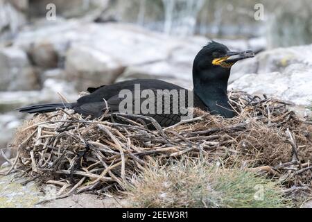 Europäischer Shag, Phalacrocorax aristotelis, Erwachsener sitzt auf Nest am Klippenrand, England, Vereinigtes Königreich Stockfoto