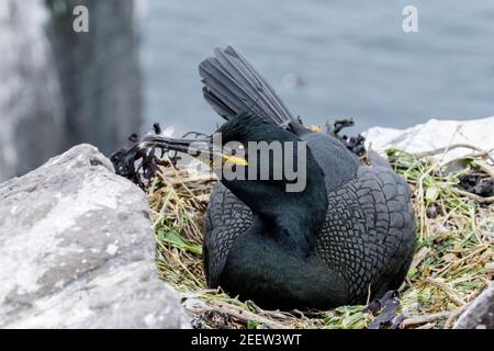 Europäischer Shag, Phalacrocorax aristotelis, Erwachsener sitzt auf Nest am Klippenrand, England, Vereinigtes Königreich Stockfoto