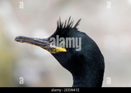 Europäischer Shag, Phalacrocorax aristotelis, Nahaufnahme des Erwachsenen-Kopfes, England, Vereinigtes Königreich Stockfoto