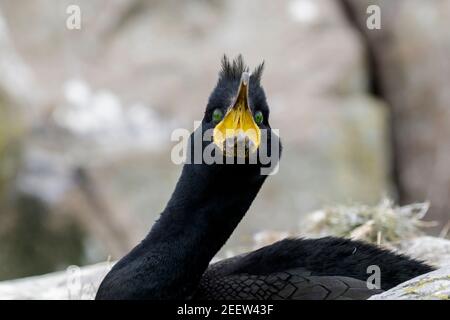 Europäischer Shag, Phalacrocorax aristotelis, Nahaufnahme des Erwachsenen-Kopfes, England, Vereinigtes Königreich Stockfoto