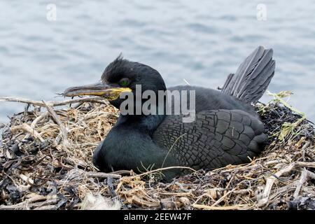 Europäischer Shag, Phalacrocorax aristotelis, Erwachsener sitzt auf Nest am Klippenrand, England, Vereinigtes Königreich Stockfoto