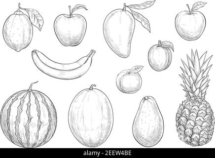 Obst Skizze isolierte Symbole gesetzt. Vektor exotische Ananas und Banane, Apfel und Zitrone oder Limette Zitrusfrüchte, tropische Mango und Aprikose oder Pfirsich, Avocado fru Stock Vektor