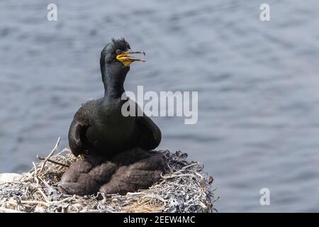 Europäischer Shag, Phalacrocorax aristotelis, Erwachsener sitzt auf Nest am Klippenrand, England, Vereinigtes Königreich Stockfoto