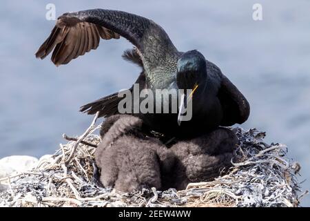 Europäischer Shag, Phalacrocorax aristotelis, Erwachsener sitzt auf Nest am Klippenrand, England, Vereinigtes Königreich Stockfoto