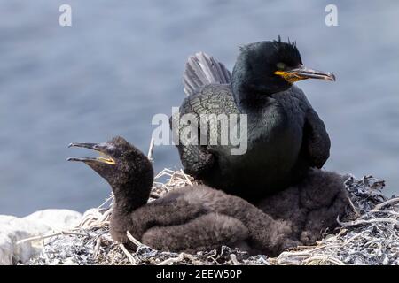 Europäischer Shag, Phalacrocorax aristotelis, Erwachsener sitzt auf Nest am Klippenrand, England, Vereinigtes Königreich Stockfoto