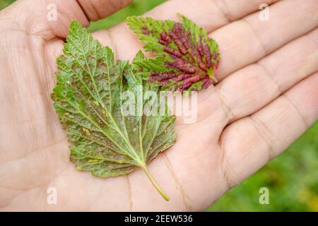 Gall Blattläuse auf den roten Johannisbeeren. Die Blätter der roten Johannisbeere sind von verschiedenen Arten von Blattläusen betroffen. Stockfoto