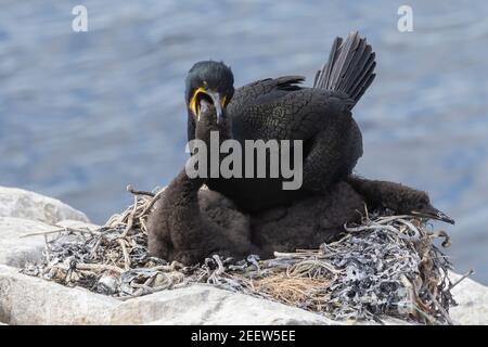 Europäischer Shag, Phalacrocorax aristotelis, Erwachsener sitzt auf Nest am Klippenrand, England, Vereinigtes Königreich Stockfoto