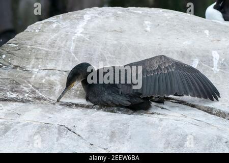 Europäischer Shag, Phalacrocorax aristotelis, Einzelkick auf Felsen stehend, England, Vereinigtes Königreich Stockfoto