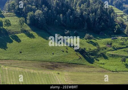 Kühe auf einer grünen Wiese im Sommer Stockfoto