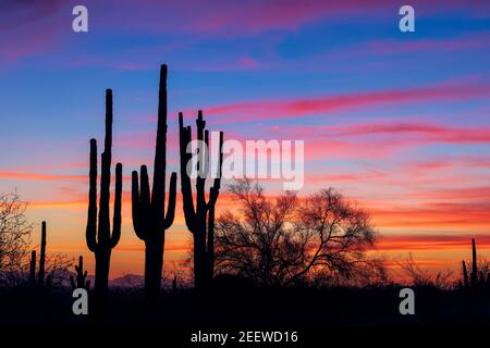 Malerische Landschaft mit Saguaro Kaktus in der Sonoran Wüste bei Sonnenuntergang in Phoenix, Arizona Stockfoto