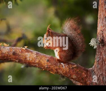 Ein schwangeres norwegisches rotes Eichhörnchen (Sciurus vulgaris), das auf einem Kiefernzweig sitzt und isst. Stockfoto