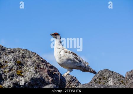 Ein Schneehuhn Vogel beobachten neugierig, Skaftafell National Park, Island Stockfoto