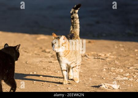 Liebenswert braun gestromt Katze trifft eine schwarze Katze in einem Bauernhof Stockfoto