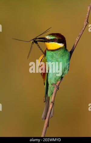 Europäischer Bienenfresser, der Libelle im Schnabel im Sonnenlicht hält Stockfoto