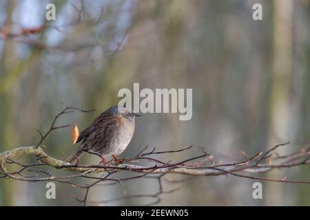 Ein Dunnock, oder Hedge Sparrow, (Prunella Modularis) auf einem Zweig einer Buche Baum (Fagus sylvatica) im Winter thront Stockfoto